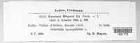 Puccinia mayorii image